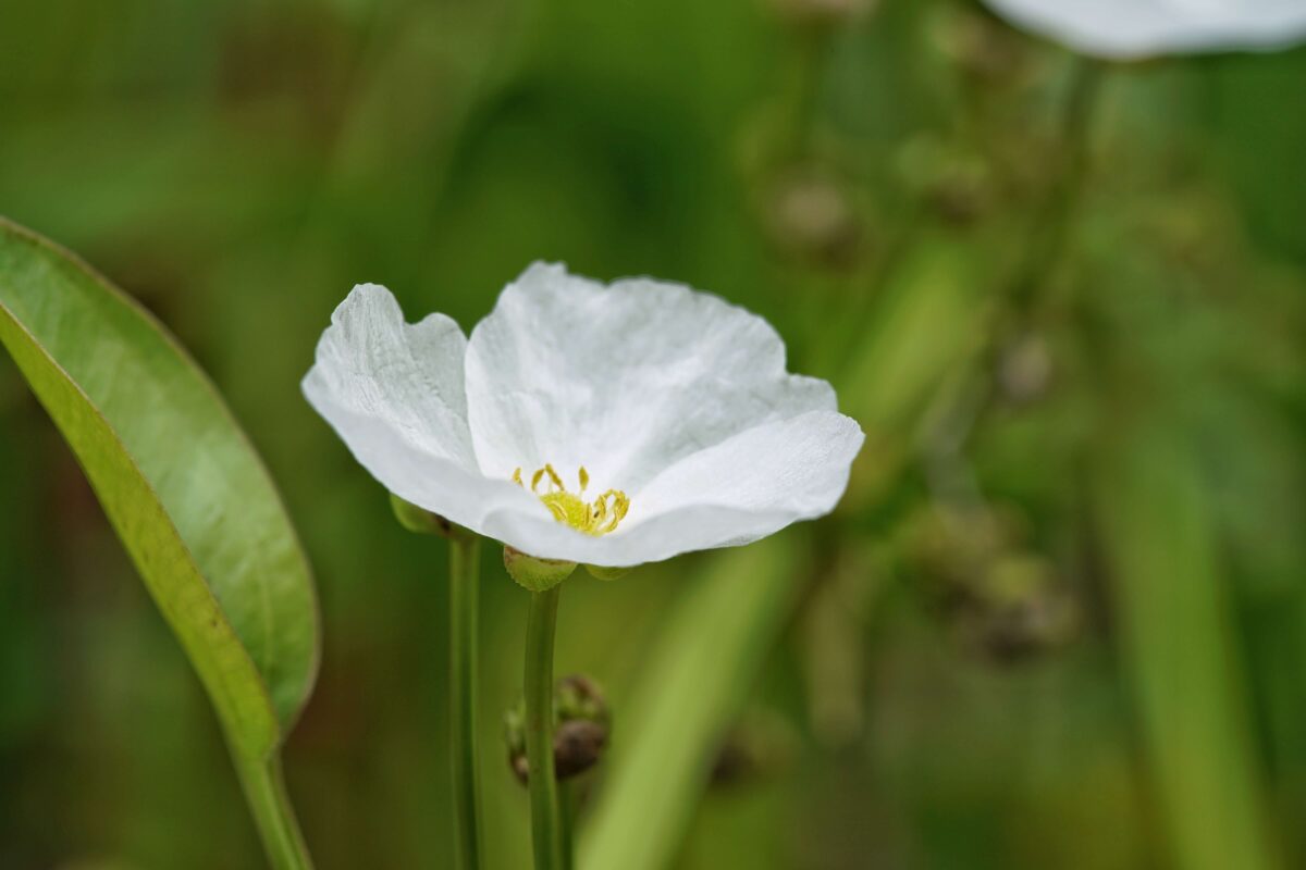 shutterstock_662075911